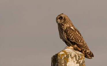 Hibou des marais