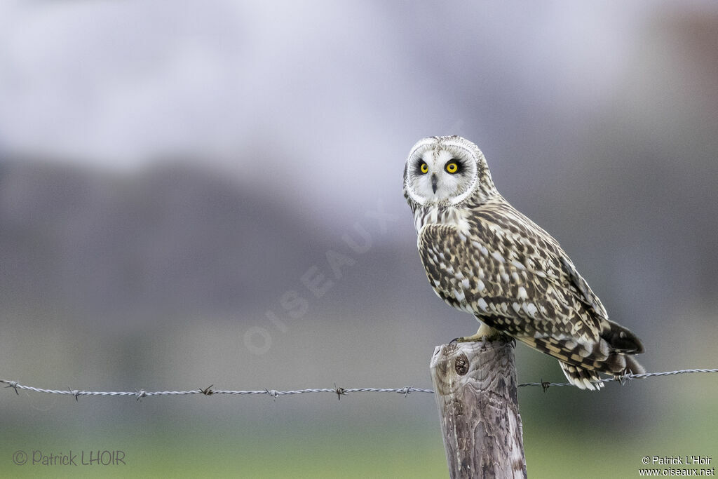 Short-eared Owl