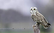 Hibou des marais