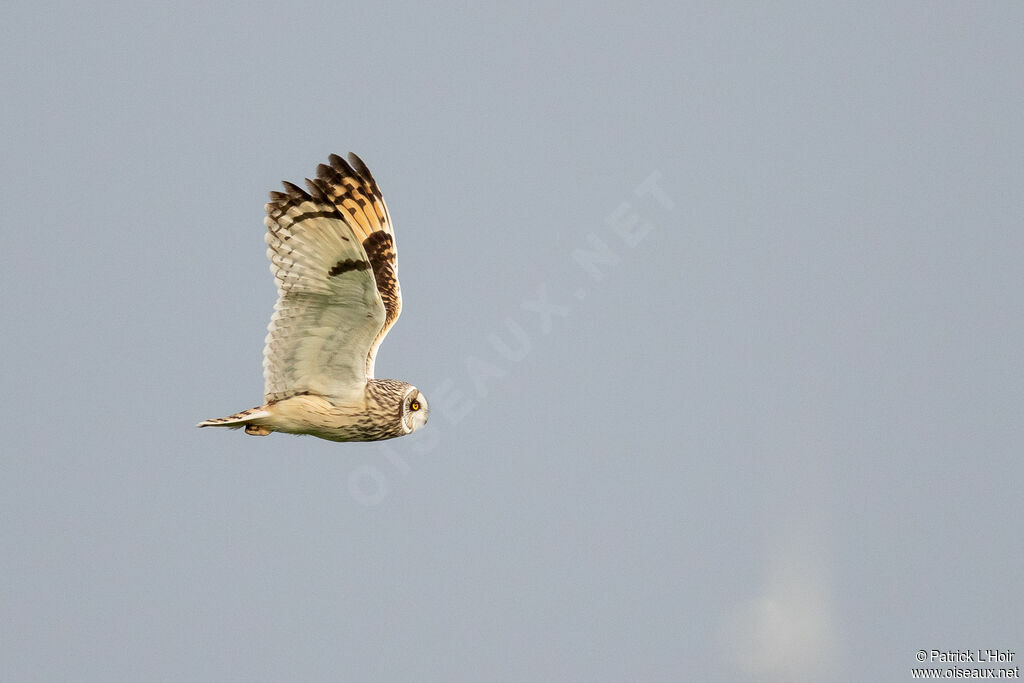 Hibou des marais