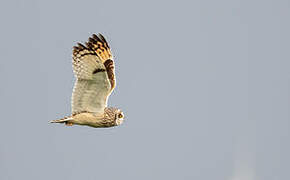 Short-eared Owl