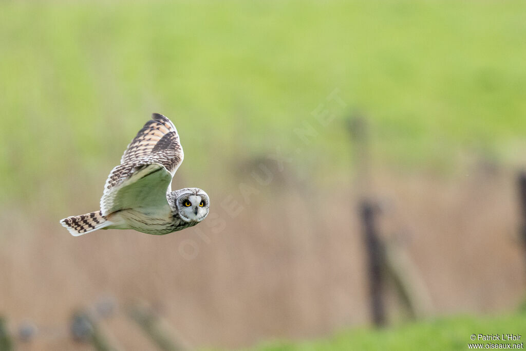 Hibou des marais