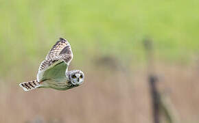 Hibou des marais