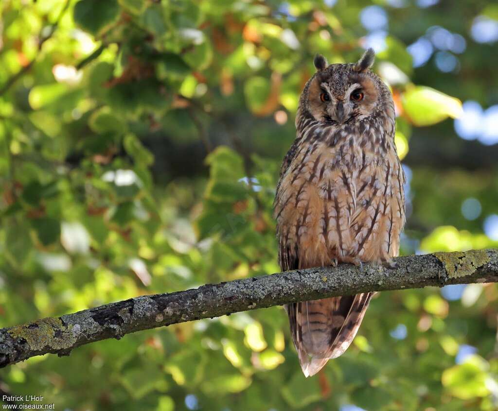 Hibou moyen-ducadulte, identification