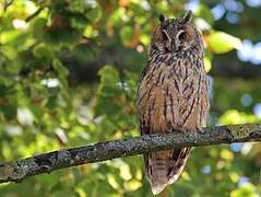 Long-eared Owl