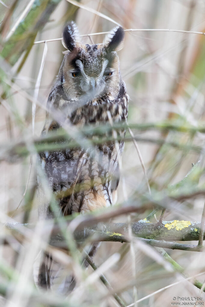 Long-eared Owl