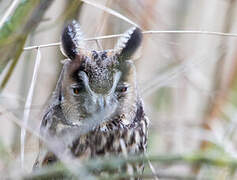 Long-eared Owl