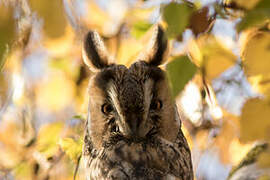 Long-eared Owl