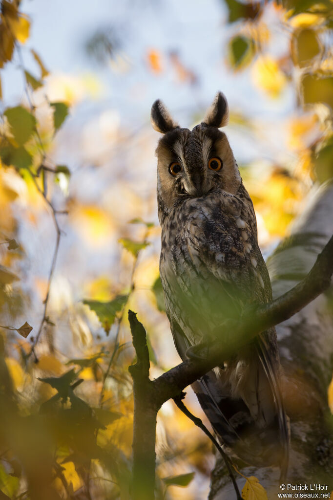 Hibou moyen-duc