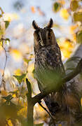 Long-eared Owl