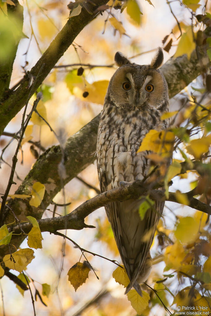 Hibou moyen-duc