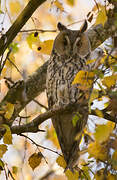 Long-eared Owl