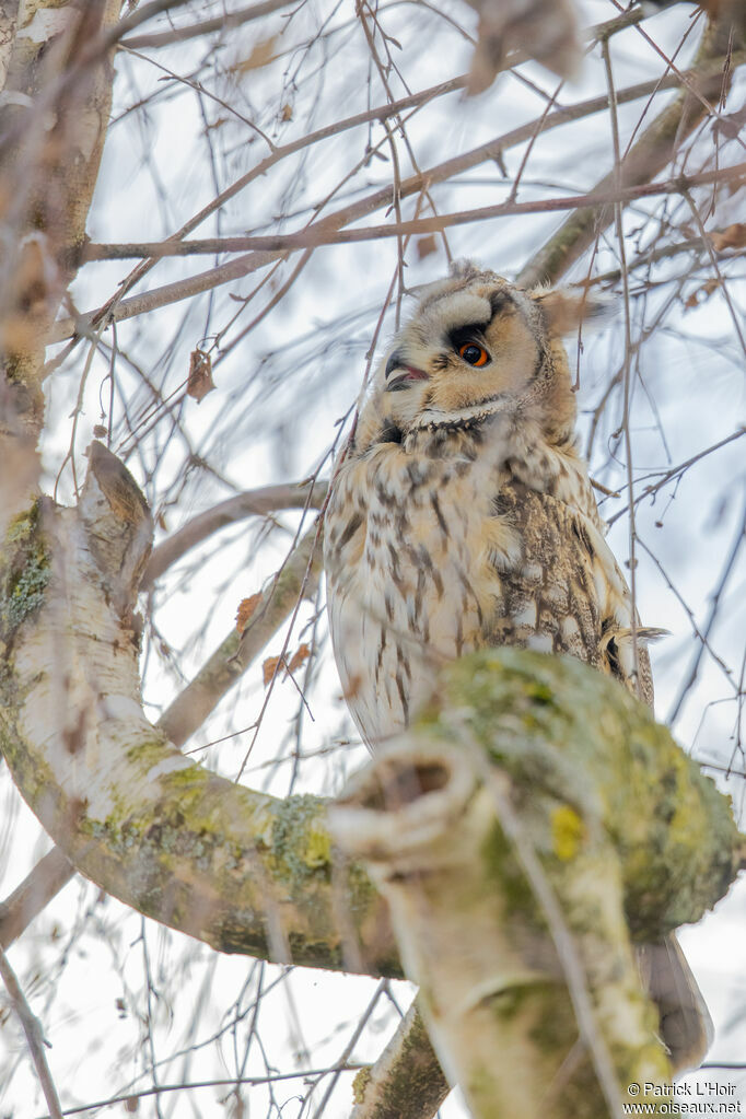 Hibou moyen-duc