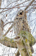 Long-eared Owl