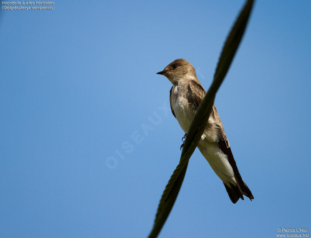 Hirondelle à ailes hérisséesadulte