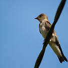 Hirondelle à ailes hérissées