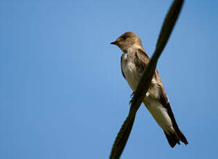 Hirondelle à ailes hérissées