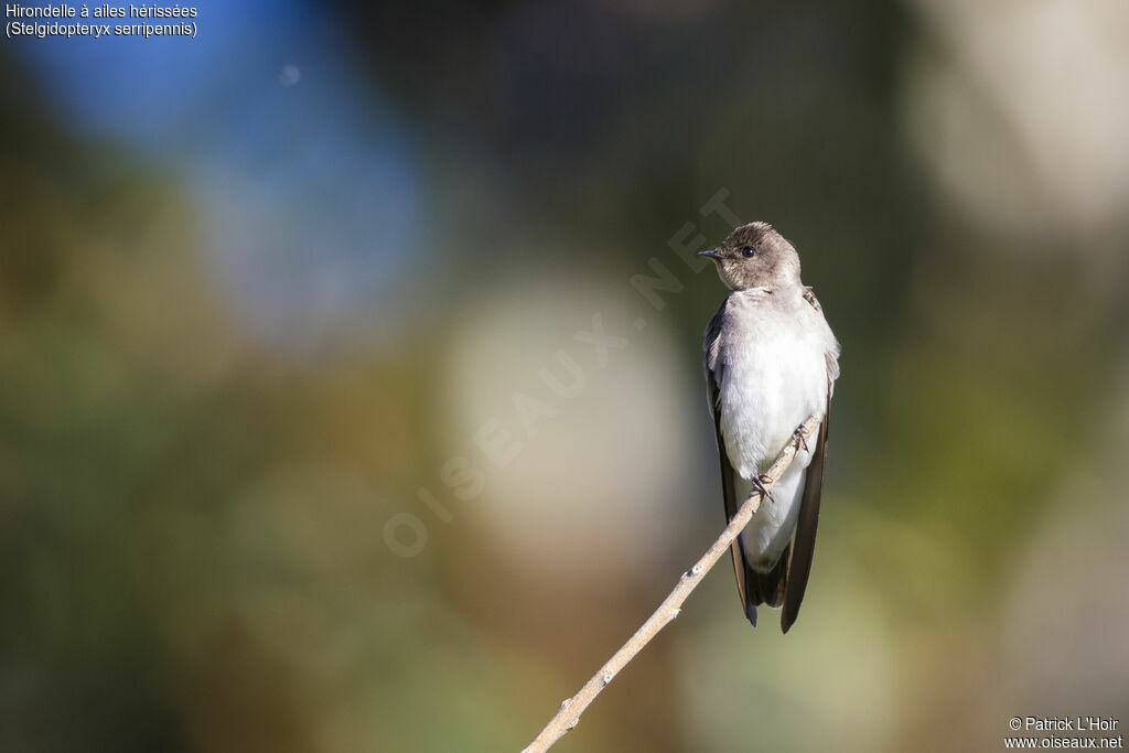 Hirondelle à ailes hérissées