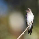 Hirondelle à ailes hérissées