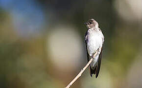 Northern Rough-winged Swallow