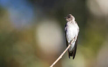 Hirondelle à ailes hérissées