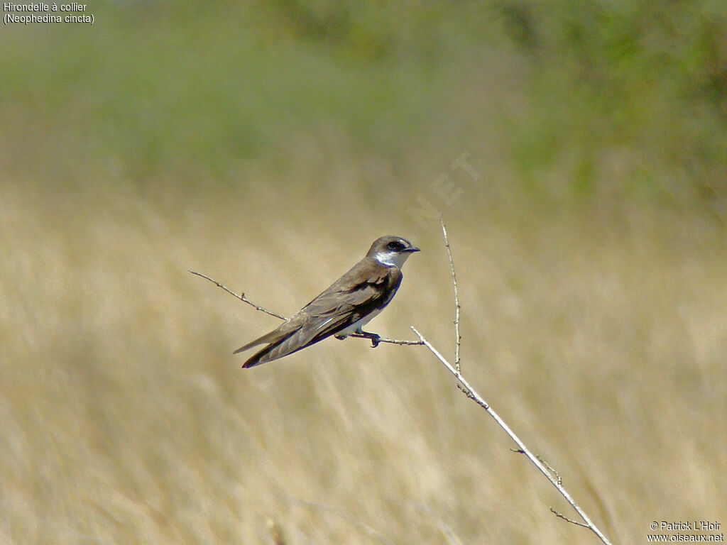 Hirondelle à collier