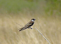 Hirondelle à collier