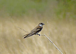 Banded Martin