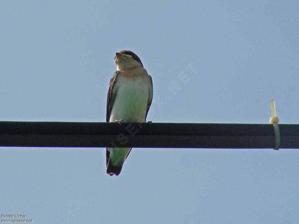 Grey-rumped Swallowjuvenile, identification