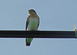 Grey-rumped Swallow