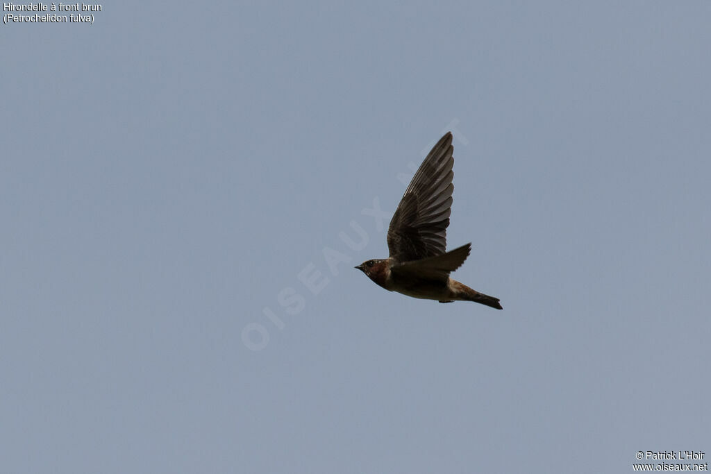 Cave Swallow