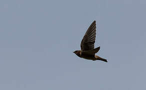 Cave Swallow