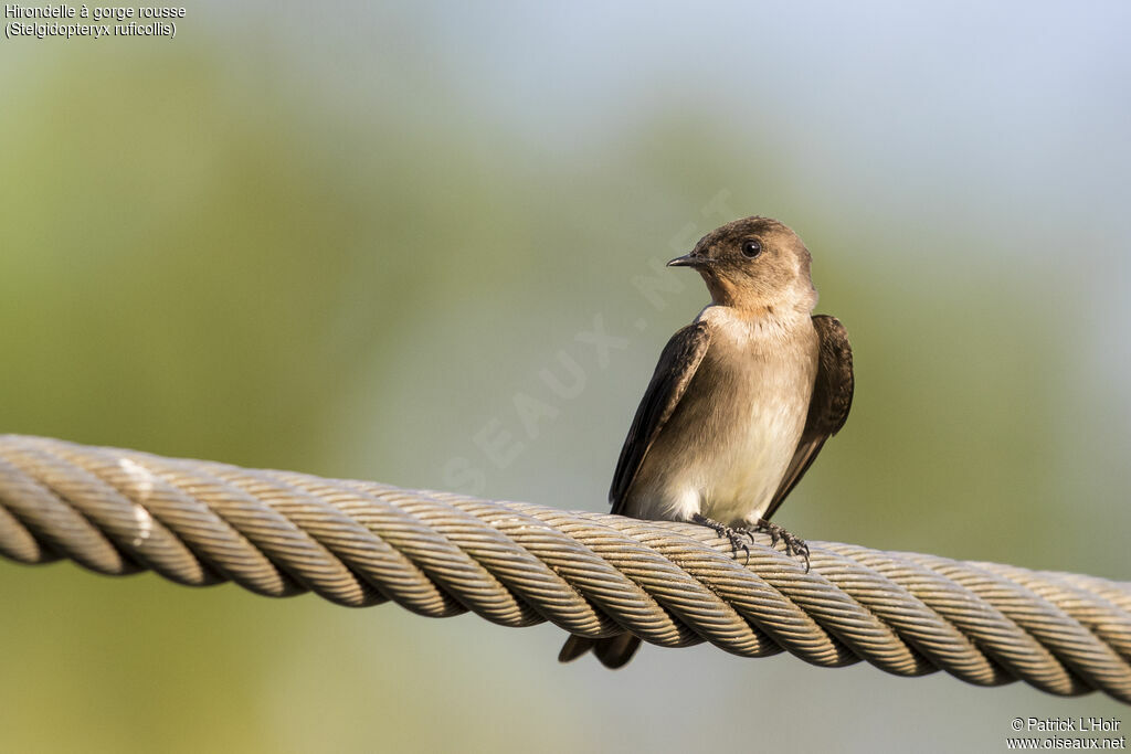 Southern Rough-winged Swallowadult