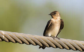 Southern Rough-winged Swallow