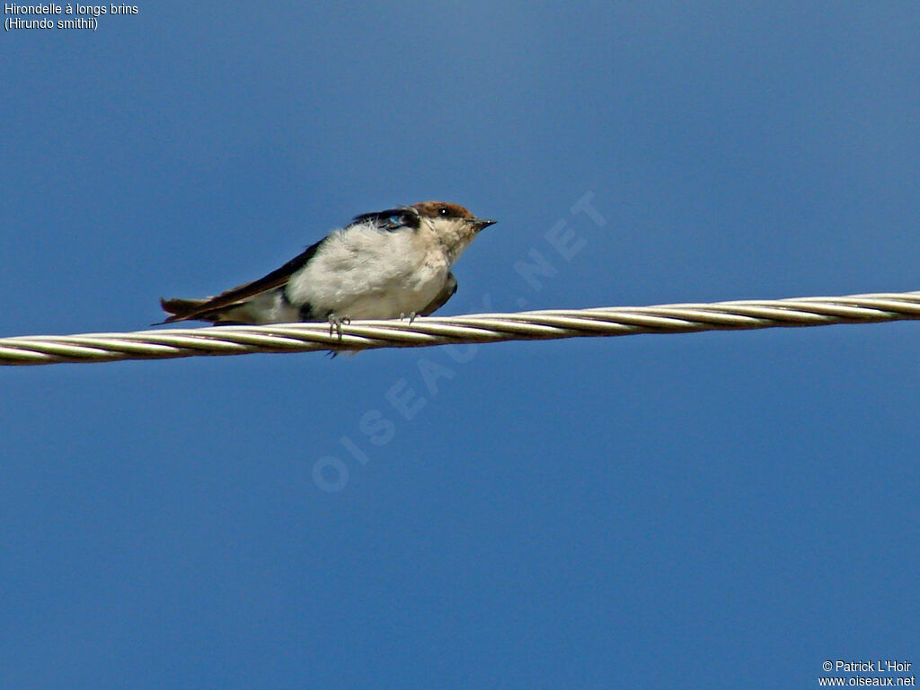 Hirondelle à longs brins