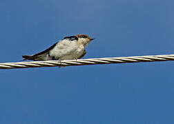 Wire-tailed Swallow