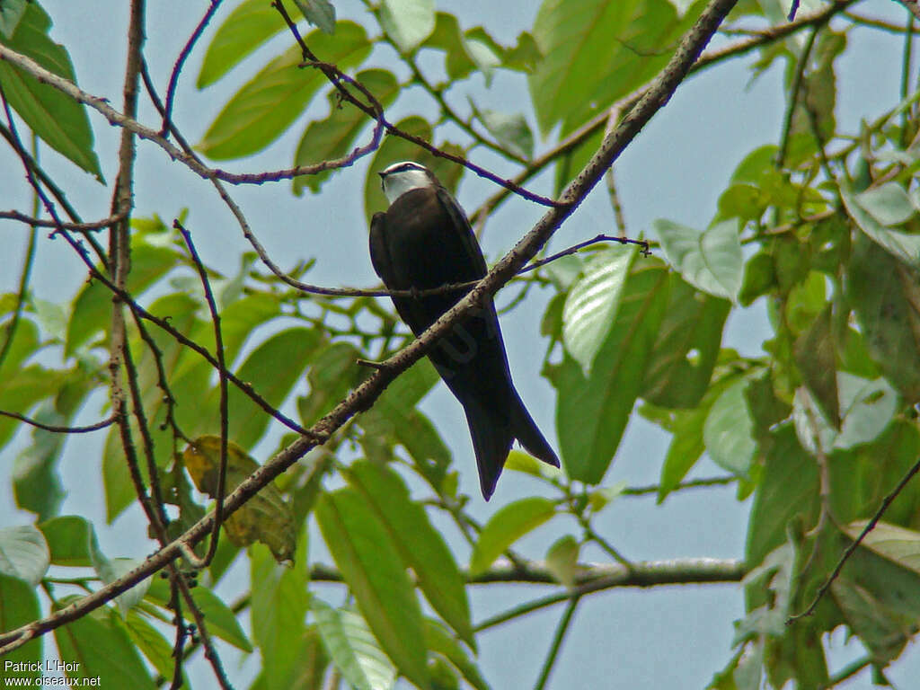 Hirondelle à tête blanche mâle adulte, habitat