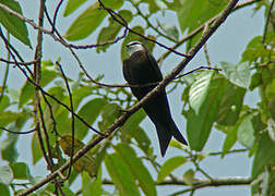 White-headed Saw-wing