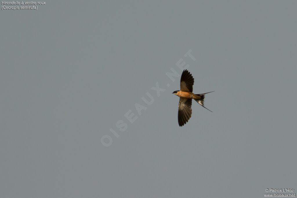 Red-breasted Swallowadult, Flight