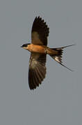 Red-breasted Swallow