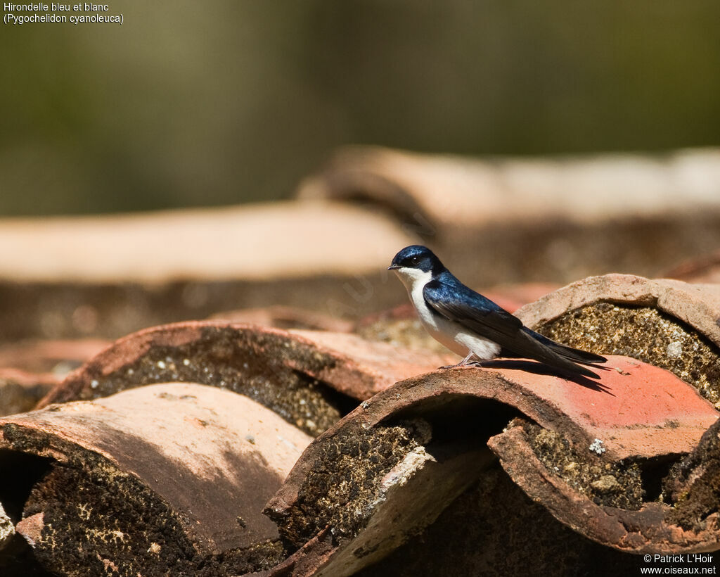 Blue-and-white Swallowadult