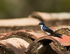 Blue-and-white Swallow