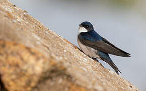 Blue-and-white Swallow