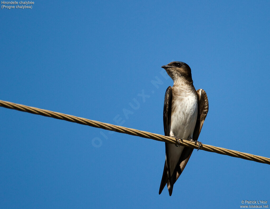 Grey-breasted Martinadult