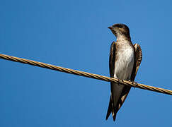 Grey-breasted Martin