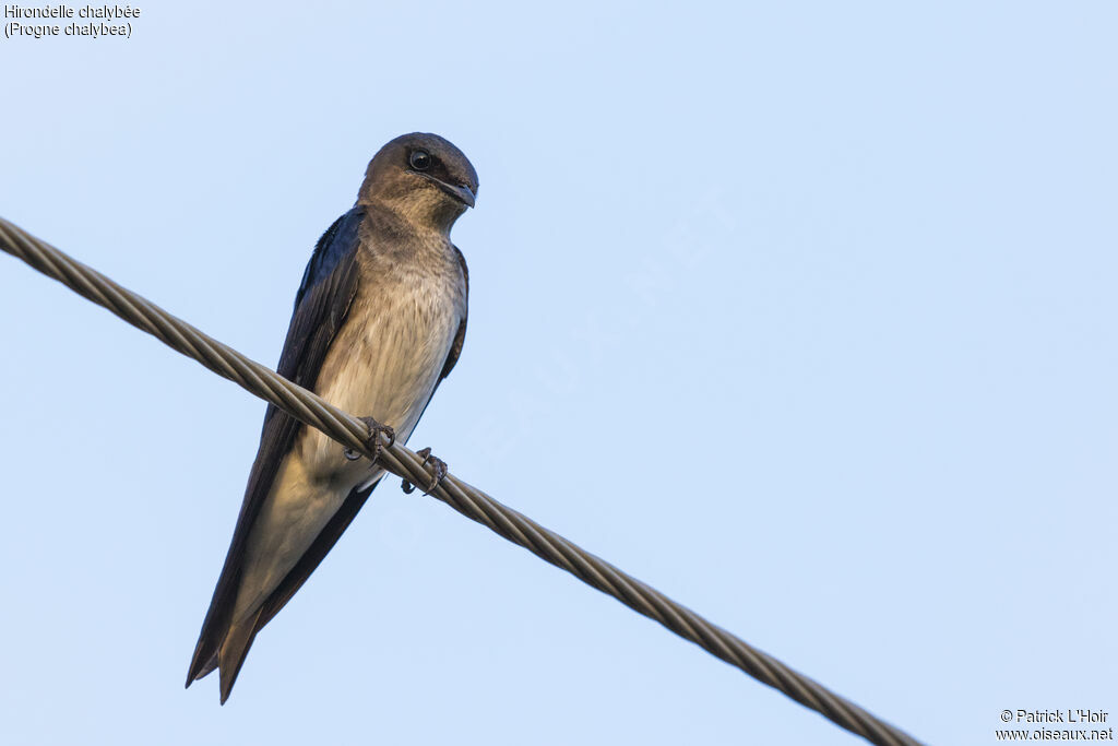 Grey-breasted Martin