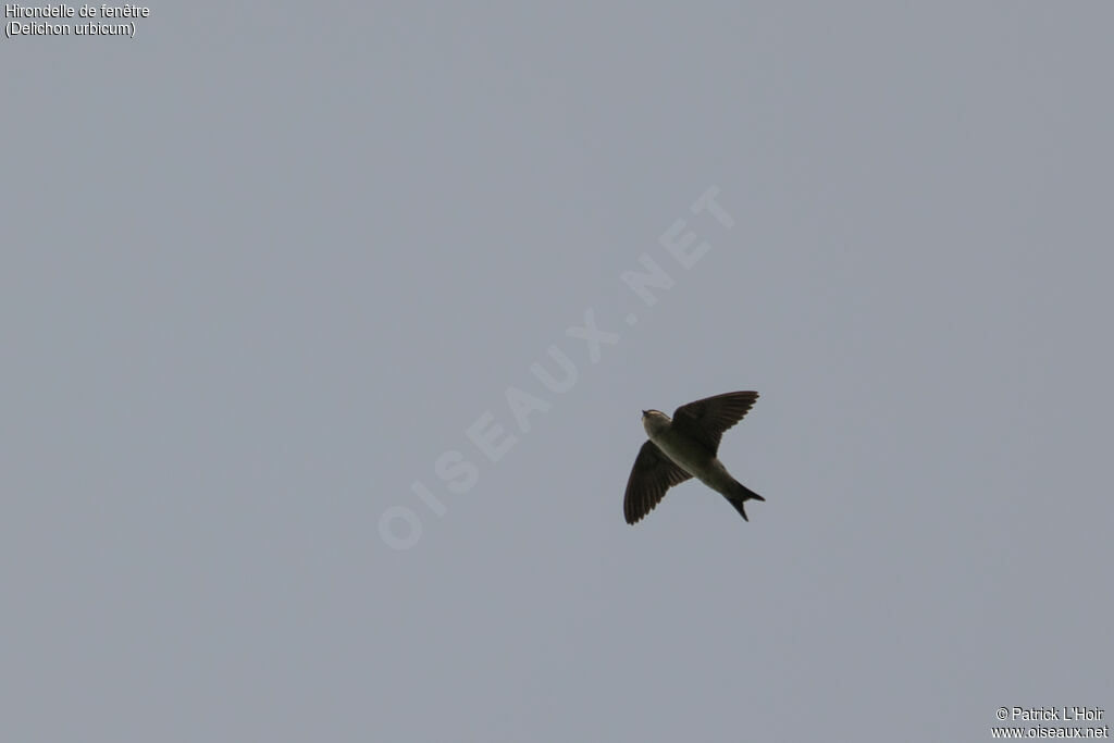 Western House Martin, Flight