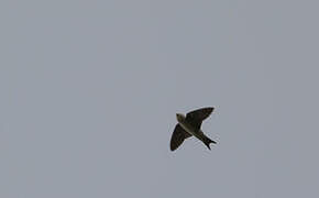 Common House Martin