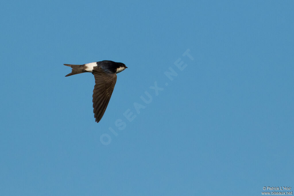 Common House Martin