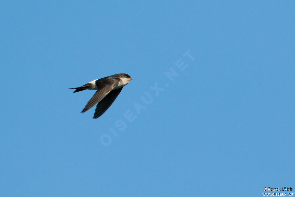 Common House Martin